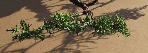 juniper bonsai foliage cloud